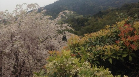 今月の真言　平成２６年４月１５日