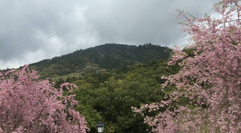 今月の三輪山（会員）