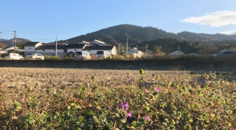 12月の三輪山