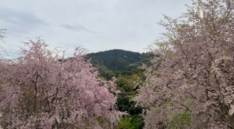 4月の三輪山