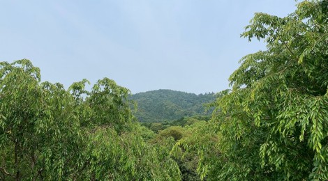 6月の三輪山